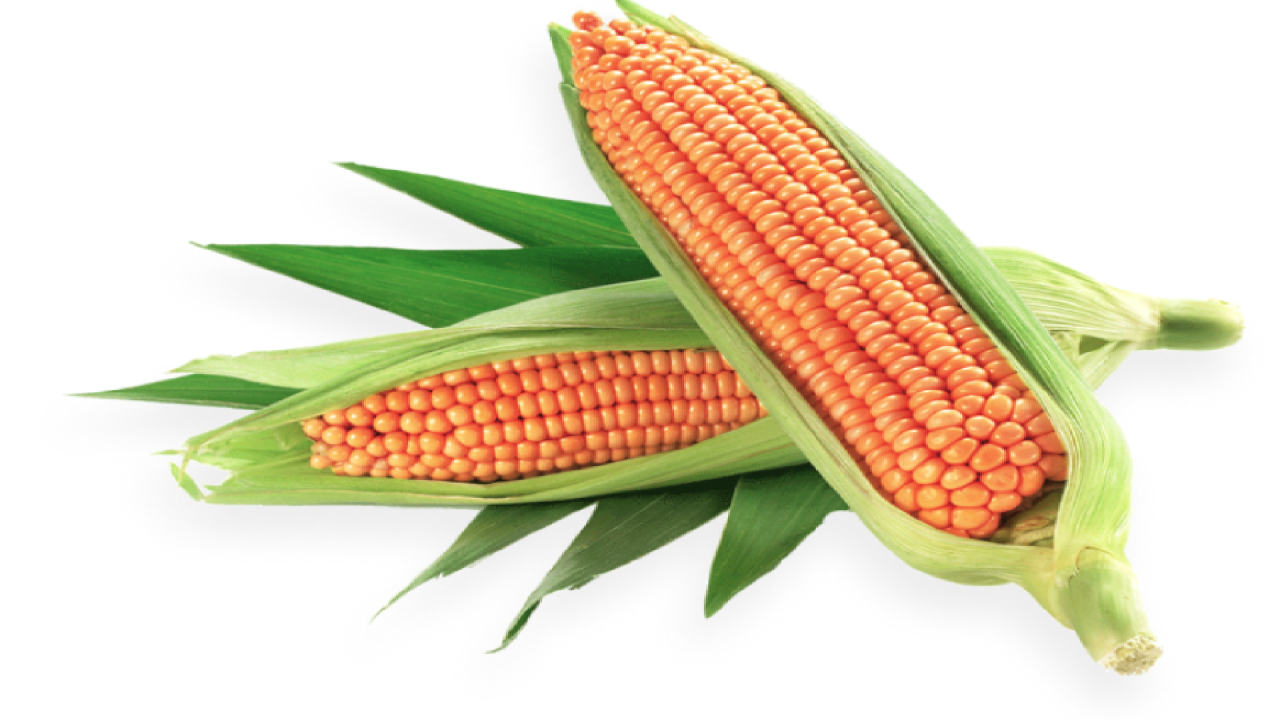 Maize Seeds