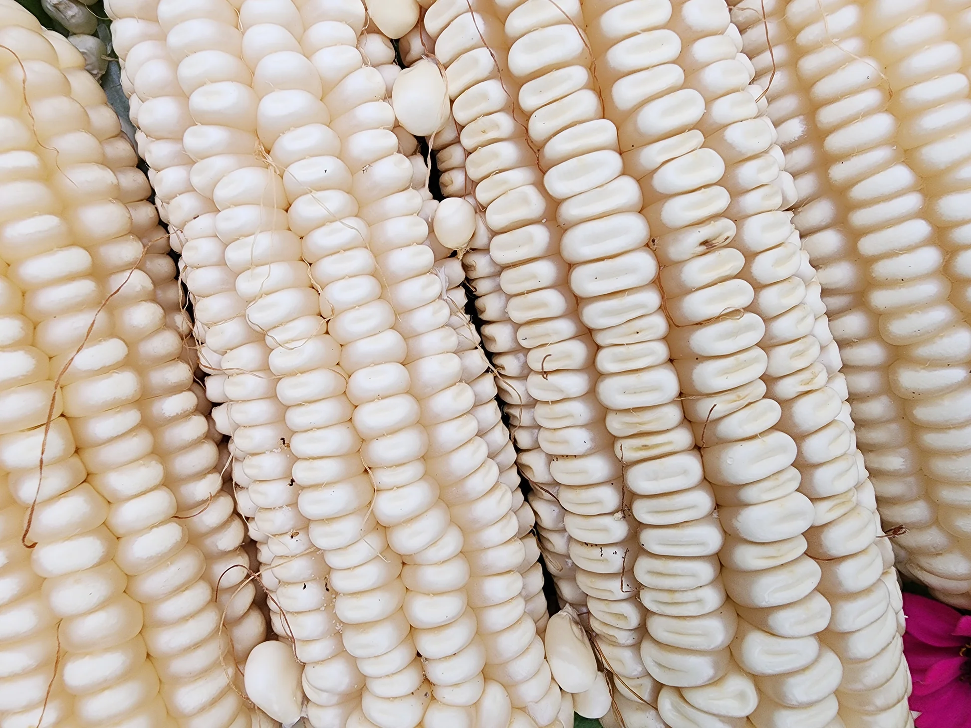 White Maize